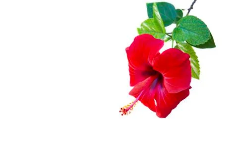 Red hibiscus isolate on white background. Rose in the tropical garden. Stock Photos