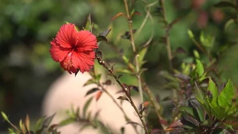 Red hibiscus in the natural environment Stock Footage 112140980