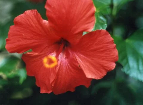 Red Hibiscus Stock Photos