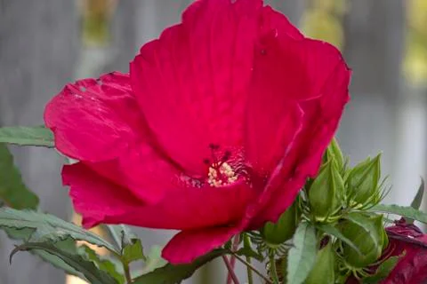 Red Hibiscus Stock Photos