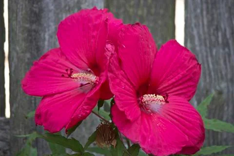 Red Hibiscus Stock Photos