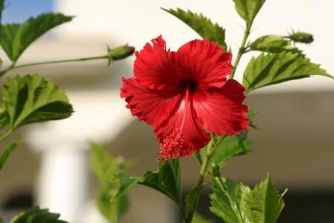 Red Hibiscus Stock Photos