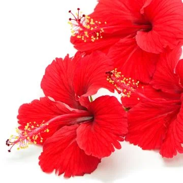 Red hibiscus Stock Photos
