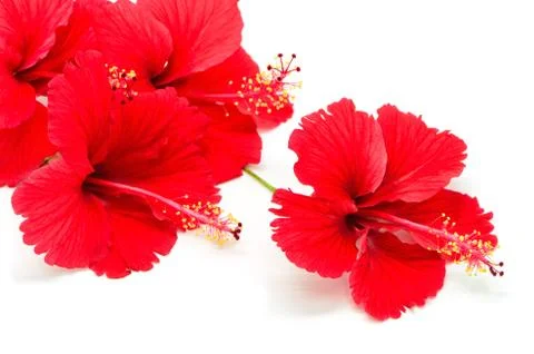 Red hibiscus Stock Photos
