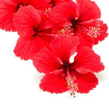 Red hibiscus Stock Photos