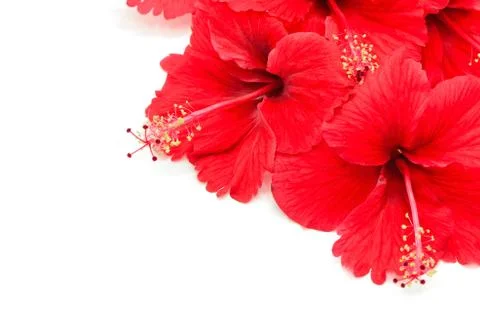 Red hibiscus Stock Photos