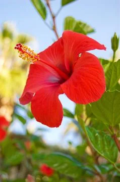 Red hibiscus Stock Photos