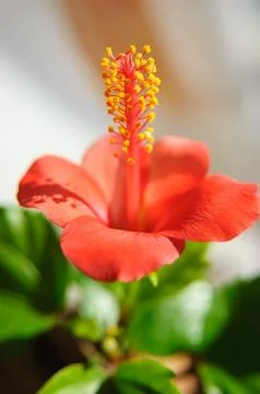 Red hibiscus Stock Photos