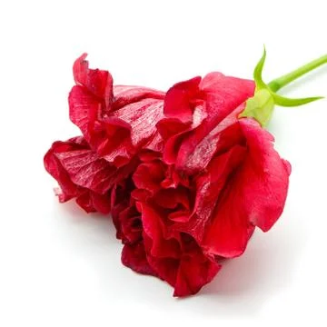 Red hibiscus Stock Photos