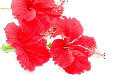 Red hibiscus Stock Photos