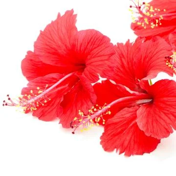 Red hibiscus Stock Photos