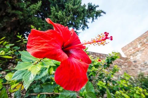 Red hibiscus Stock Photos