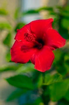 Red hibiscus Foto stock