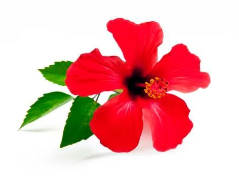 Red hibiscus Foto stock