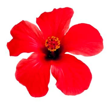 Red hibiscus Stock Photos