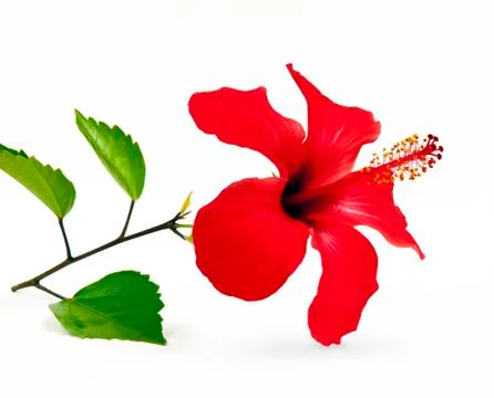 Red hibiscus Stock Photos