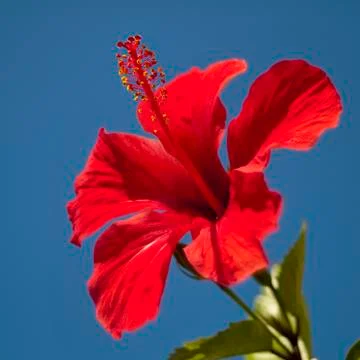 Red hibiscus Stock Photos