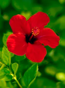 Red hibiscus Stock Photos