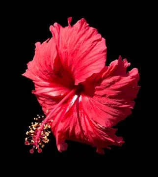 Red hibiscus Foto stock