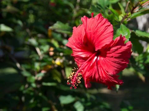 Red hibiscus Stock Photos
