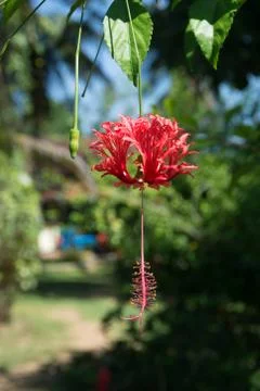 Red hibiscus Stock Photos