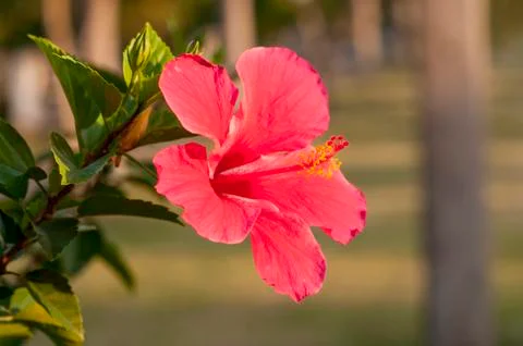 Red hibiscus Stock Photos