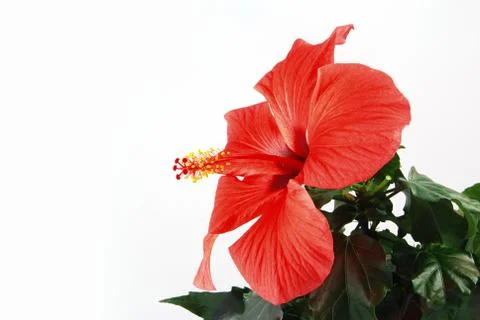 Red hibiscus Stockfoto's