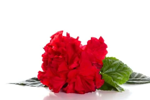 Red hibiscus Stock Photos