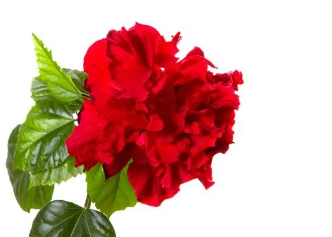 Red hibiscus Stock Photos