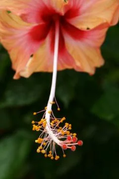 Red Hibiscus Stock Photos
