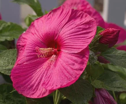 Red Hibiscus Stock Photos
