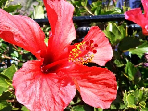 Red hibiscus Foto stock