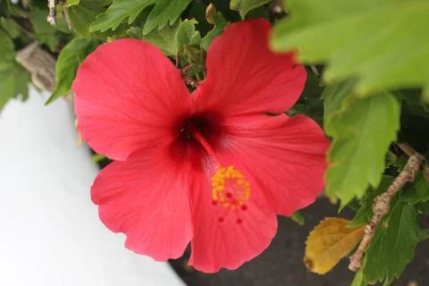 Red hibiscus Foto stock