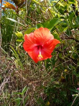 Red Hibiscus Stock Photos