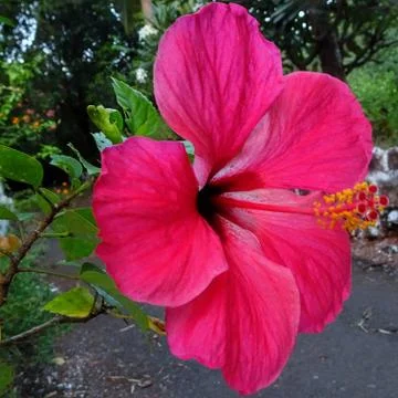 The Red Hibiscus 스톡 사진