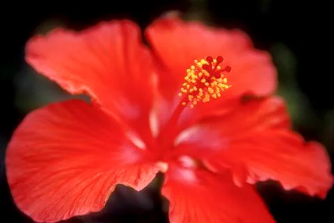 Red Hibiscus Stock Photos