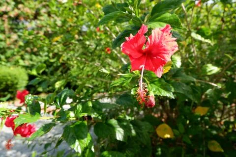 Red hibiscus Stock Photos