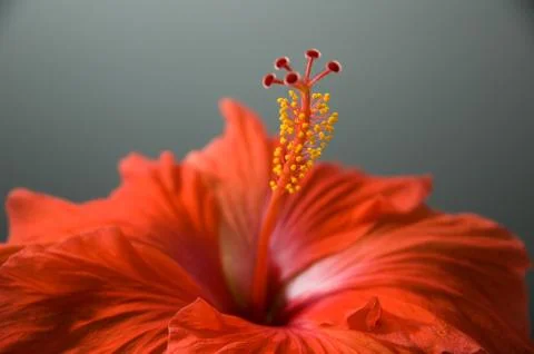Red Hibiscus 스톡 사진