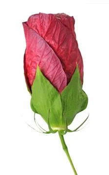 Red hibiscus Stock Photos