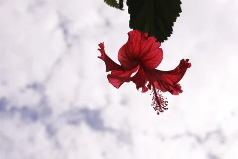 Red Hibiscus Stock Photos