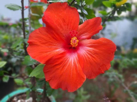 Red Hibiscus Stock-Fotos