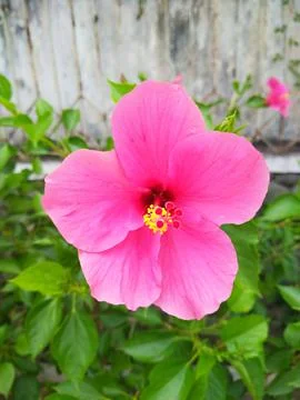 Red Hibiscus Stock Photos