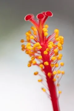 Red Hibiscus Stock Photos
