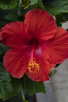Red Hibiscus Stock Photos