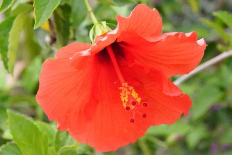 Red hibiscus 写真素材