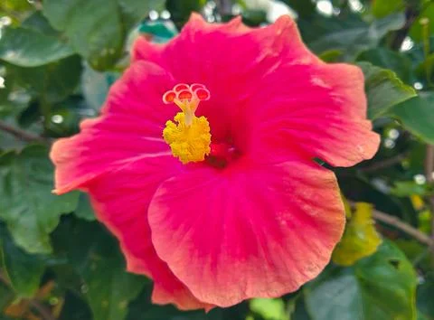 Red Hibiscus Stock Photos