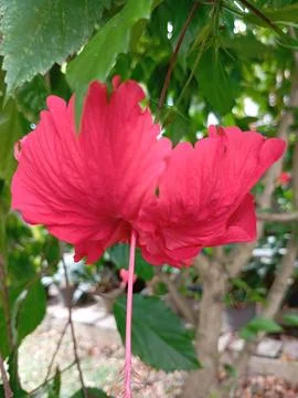 Red hibiscus 库存照片