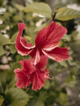 Red Hibiscus Stock Photos