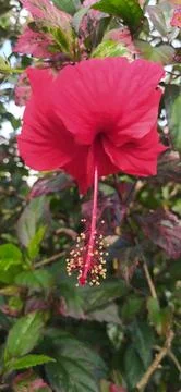 Red hibiscus Stock Photos