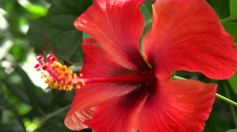 Red Hibiscus Pistil defocus Stock-Footage 51104822